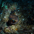   Eel Sea Tiger  